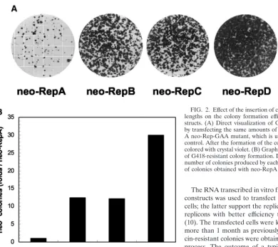 FIG. 2. Effect of the insertion of core coding sequences of differentlengths on the colony formation efﬁciency of GBV-B neo-Rep con-