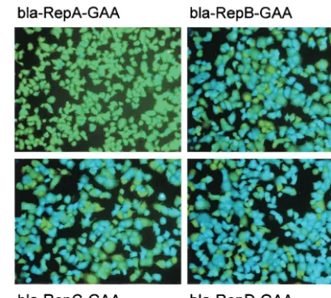 FIG. 4. Effect of core coding sequences on GBV-B IRES-mediatedtranslation in vivo. cB76.1/Huh7 cells were transfected with the four