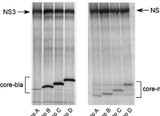 FIG. 5. Effect of core coding sequences on GBV-B IRES-mediated translation in vitro. Autoradiograms of two sodium dodecyl sulfate-polyacrylamide gels showing the analysis of in vitro-translated bla-Rep (left) and neo-Rep (right) RNAs