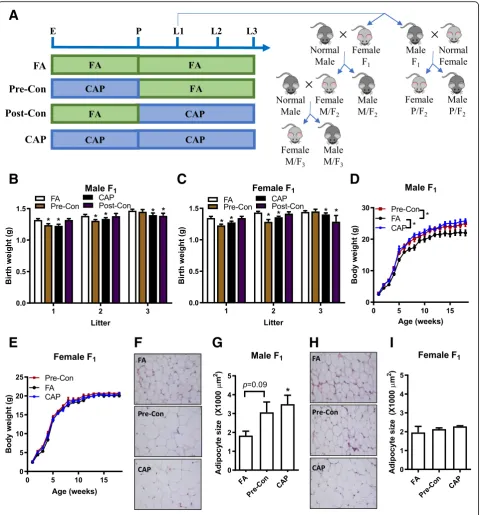 Fig. 1 Maternal pre-conception exposure to CAP is sufficient to decrease offspringFFscheme: E, start of exposure; P, presence of sperm plug; L1, birth of litter one; L2, birth of litter two; L3, birth of litter three.’s birth weight and increase adulthood 