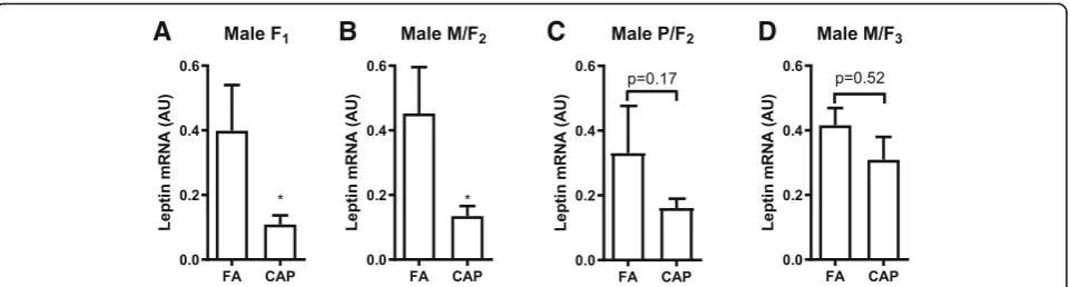 Fig. 4 The adipose expression levels of leptin mRNA. Total RNAs were extracted from the epididymal adipose tissues of the indicated male offspring, and theexpression levels of leptin mRNA were determined by qPCR