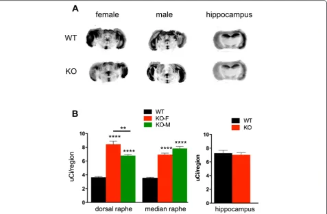Fig. 2 Increased 5-HT1A receptor binding in Deaf1-/- raphe. 5-HT1A receptor autoradiography of representative midbrain (male-M and female-F) andmedial raphe, and hippocampus