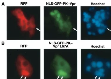 FIG. 1. Identiﬁcation of a Vpr mutation that segregates nuclear import from nuclear export