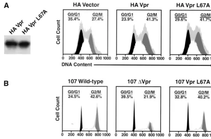 FIG. 2. The VprL67A mutant induces cell cycle arrest. Cells were analyzed for DNA content, and cell cycle proﬁles were determined withFlowJo software using the Watson Pragmatic model