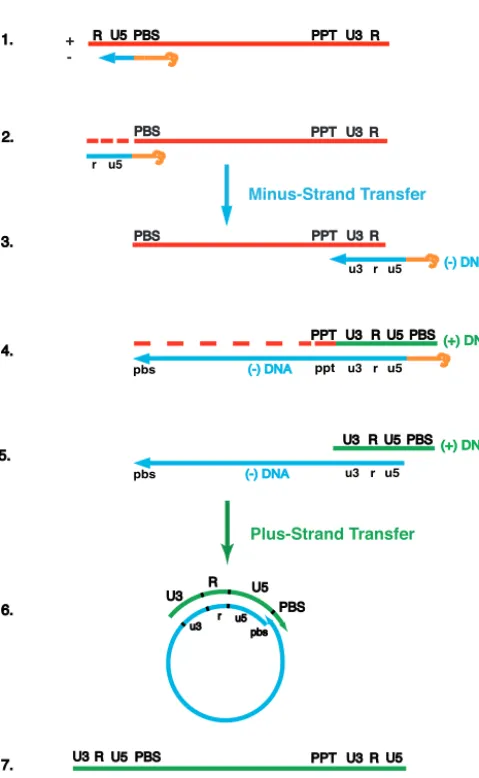 FIG. 1. Schematic diagram of the events in reverse transcription.(Step 1) HIV reverse transcription is initiated by a cellular tRNA