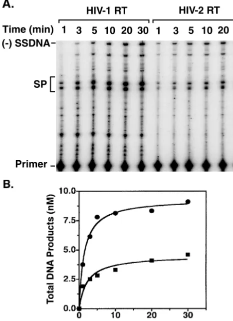 FIG. 2. Time course of RNA-dependent DNA synthesis catalyzedby HIV-1 and HIV-2 RTs. The RNA template contained nt 1 to 131 of