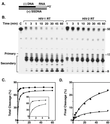 FIG. 5. Time course of RNase H-catalyzed removal of an 18-nt RNA covalently attached to minus-strand DNA