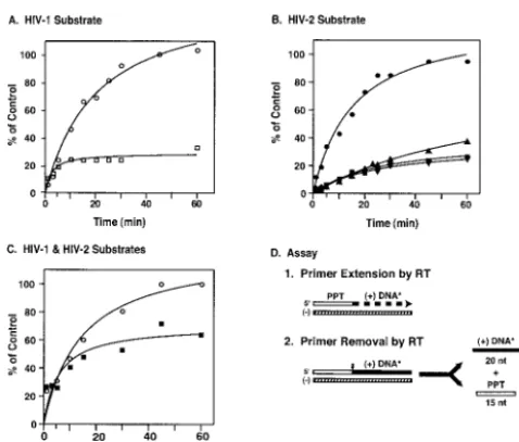 FIG. 7. Time course of initiation of plus-strand DNA synthesis.The assay for initiation of HIV-1 or HIV-2 plus-strand DNA synthesis