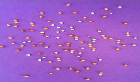 Figure 4. The segmentation results of adhering buckwheat after using (a) disk template with 12 pixels 
