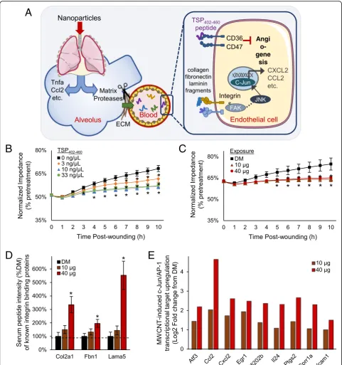 Fig. 5 Peptide-mediated model of systemic bioactivation following pulmonary nanoparticle exposure