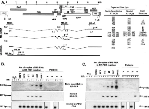 FIG. 2. Detection of MS and US HIV-1 mRNAs associated with resting CD4� T lymphocytes