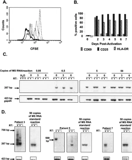 FIG. 3. Reversal of transcriptional silencing by T-cell activation. (A) Activation of puriﬁed resting CD4�Representative positive wells are shown