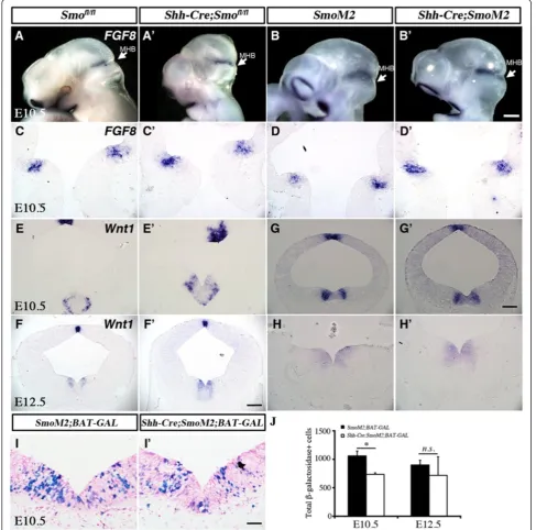 Figure 9 Loss and gain of function in Smoothened affects Wnt1, but not fibroblast growth factor (FGF)8, expression, in ventralmidbrain (vMB)