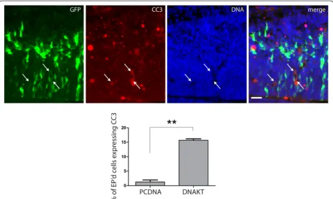 Figure 7 Dominant negative AKT increases apoptotic cell death in vivo. E13.5 forebrains were electroporated in utero with pCAG-GFP and4-fold (by mass) excess of pcDNA control or K197M dominant negative AKT (DN-AKT) and analyzed at E14.5