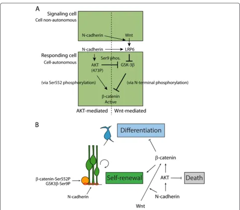 Figure 8 Model for the function of N-cadherin inofWnt-mediated signaling, N-cadherin is required in a cell-autonomous manner in the responding cell and is involved in signaling viaphosphorylation of the Wnt co-receptor LRP6