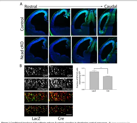 Figure 1 Conditional knockout of N-cadherin reduces β-catenin signaling in developing cortical precursors
