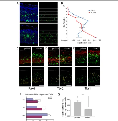 Figure 6 AKT prevents premature differentiation of neural progenitors in vivo. (A) E13.5 forebrains were electroporated in utero withpCAG-GFP and 4-fold (by mass) excess of pcDNA control or K197M dominant negative AKT (DN-AKT) and analyzed at E14.5 (n = 4 