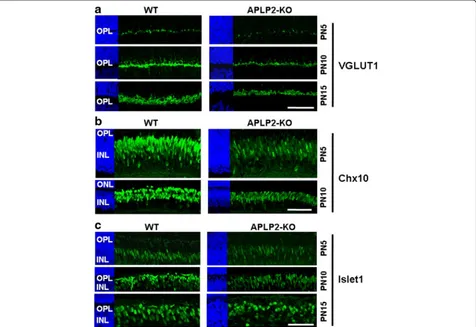 Fig. 6 Bipolar and amacrine cell defects in APLP2-KO retina during postnatal development