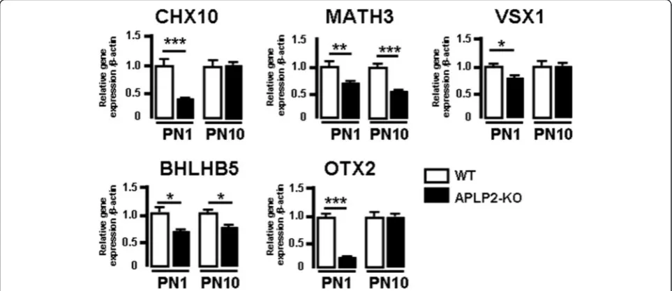 Fig. 7 APLP2 is required for correct combination of differentiation transcription factors of bipolar cells