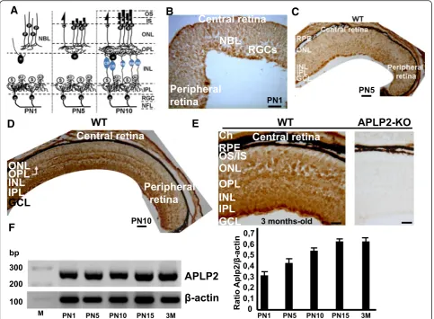 Fig. 1 APLP2 protein and mRNA expression in postnatal developing mouse retinas.mRNA levels for APLP2 are standardized to a Schema of developmental sequence in the mouse retina