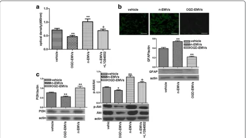 Fig. 3 The effects of n-EMVs and OGD-EMVs on astrocyte proliferation and expression of GFAP and PI3K/Akt were opposite