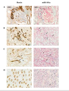 Figure 1. Localization of renin and miR-181a in the human kidney by i mmunohistochemistry and in situ hybridization, respectively