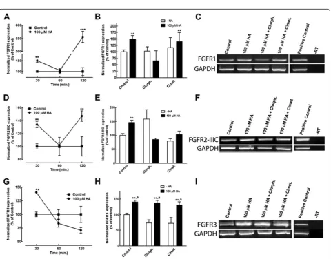 Figure 4 HA up-regulates FGFRs transcripts.expression at 30 minutes. The H RT-PCR analysis of the effect of 100 μM HA on FGFRs expression