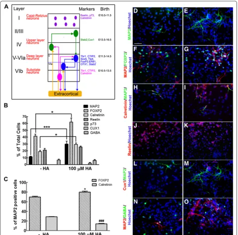 Figure 5 HA induces differentiation of NPC to FOXP2 neurons. (A) Modified scheme illustrating the expression of layer-specific markers incortical neurons, their timing of generation in vivo and regions of projection [8,21,22]