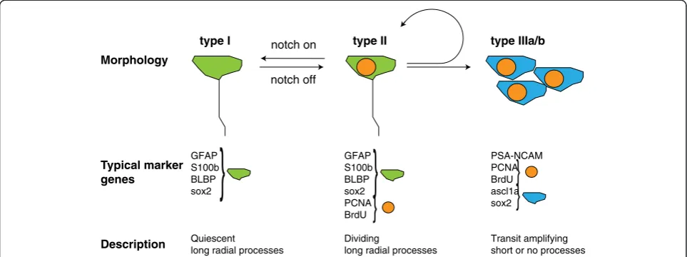 Figure 3 The major proliferative cell types in the telencephalon stem cell niche. The markers expressed by the three major cell types areindicated [30]