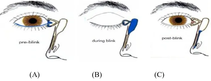 Fig 2: Physiology of the lacrimal drainage system. 