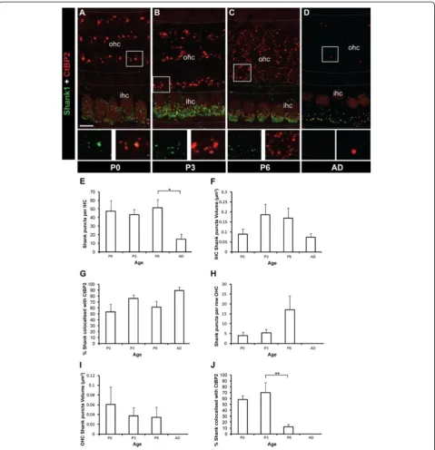 Figure 7 Developmental profile of Shank1 at IHCs and OHCs in the organ of Corti. A-D Example fluorescent whole-mount imagesrevealing immunolabelling of Shank1 (green) and CtBP2/RIBEYE (red)