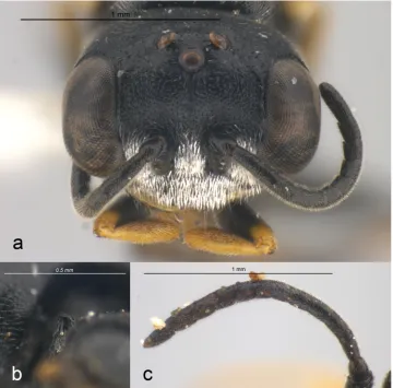 Figure 5. The face (a) and posterolateral view of the humeral angle on the pronotum (b) of a male Diodontus spiniferus from Carmacks, YT