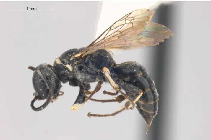 Figure 6. Female Solierella albipes, from Osoyoos, BC. 