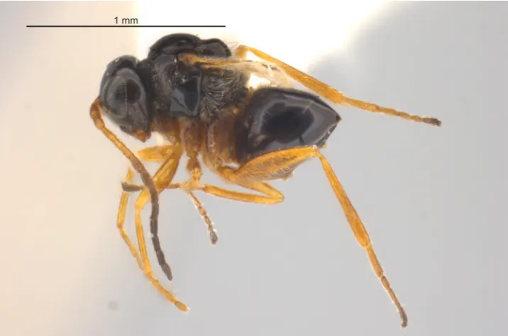 Figure 7. Male Alloxysta halterata, from the White Mountains, YT. 
