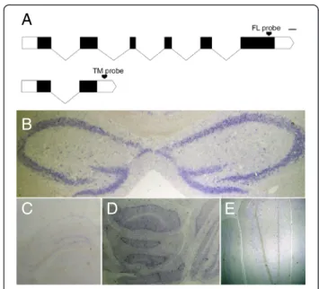 Fig. 4 RIC-3 expression in mouse brain by in situ hybridization. a Schematic representation of the transcripts encoding the FL and TM isoforms and loci of the isoform-specific probes