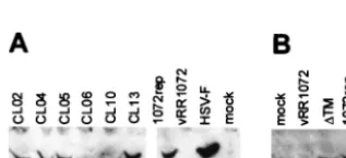 FIG. 3. Western blot of UTM or pRR1072rep and then infectedsolubilized directly in SDS-PAGE sample buffer, and the entire samplewas loaded on the gel