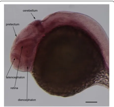 Figure 7 Expression ofwholemount embryos at 28 hpf recapitulates the tissue-specificpattern ofequals 100 id2a at 28hpf