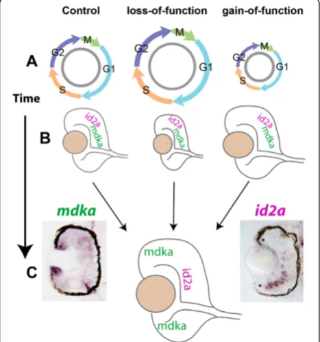 Figure 8 Summary diagram. The level of Mdka synthesissystematically alters the length of the cell cycle, as indicated by thediameter of the cell cycle cartoons (A), and the size of the eye (B).This corresponds also to the early expression of both mdka and 