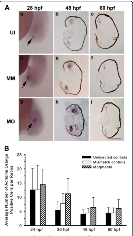 Figure 2 Loss of Mdka function does not affect neurogenicshowing(d-f) and Mdka loss-of-function embryos (g-i)