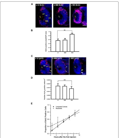 Figure 3 Mdka loss-of-function alters cell cycle kinetics. (A) BrdU labeled progenitors in uninjected (a) control (b) and Mdka loss-of-functionembryos (c)