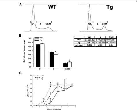 Figure 5 Mdka gain-of-function accelerates the cell cycle. (A) Representative raw data from FACS sorting of neural progenitors at 30 hpf.(B) Histograms showing the average percentage of cells in the G1-, S-, and G2-/M- phases of the cell cycle