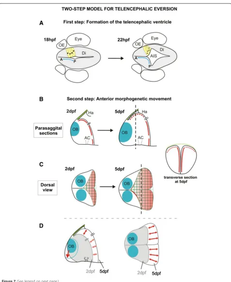 Figure 7 (See legend on next page.)