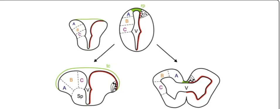 Figure 1 Conventional model for eversion in ray-finned fishes. Cartoon showing the classic view for eversion in ray-finned fishes (left) incontrast with the evagination of the telencephalic vesicles that occurs in other vertebrates (right)
