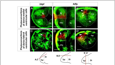 Figure 6 Ventricular zone at dorsal rim of the AIS expands along the AP axis from 2 dpf to 4 dpf
