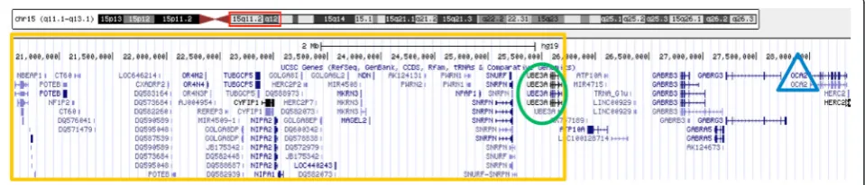 Figure 4 Gene content of the 15q11.1q11.2 region (yellow rectangle), showing loss of the UBE3A gene (green oval), as well asretention of the OCA2 gene (blue triangle).