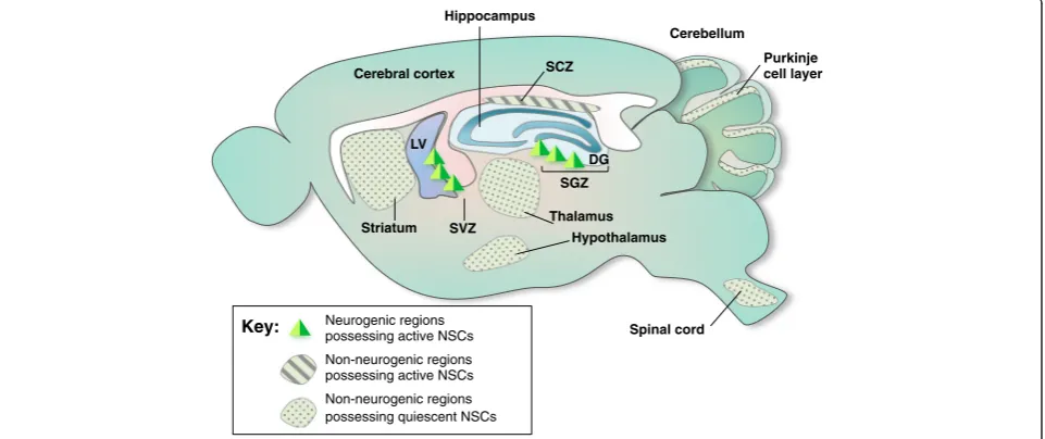 Fig. 1 Adult neurogenesis in spontaneous neurogenic regions and non-neurogenic regions