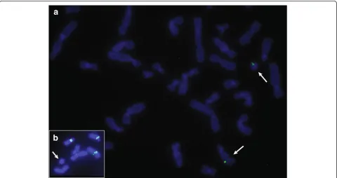 Figure 3 FISH analyses. a: The signals of BAC clone RP11-24K5 from the excised region are on the normal chromosome 14 and on the r(14).b: Absence of α-satellite DNA signal on the r(14).