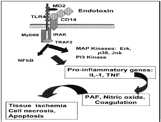 Figure 5 : Pathway Showing Inflammatory Response 
