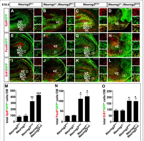 Figure 7 Neuronal misspecification defects in Neurog2−/− olfactory bulbs and Neurog1/2−/− olfactory bulb-like structures