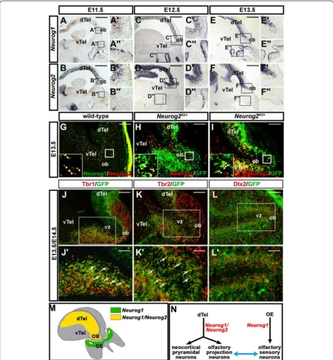 Figure 1 Neurog1magnifications of the boxed areas in the OB ( and Neurog2 expression in the embryonic olfactory system